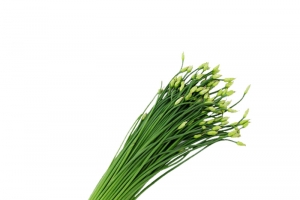 最新韭菜花