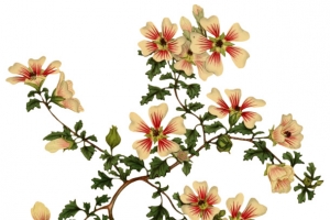 复古手绘植物插画