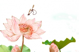 中国风荷花