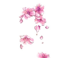 粉红色花瓣飘落的花朵