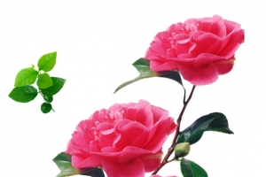 山茶花