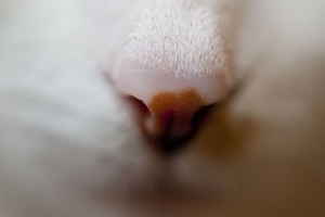 鼻子 猫 枪口 宏观 4k壁纸 3840x2160