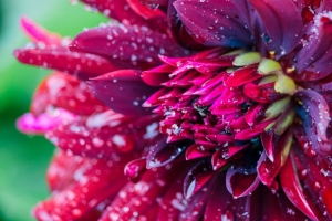 花 水滴 花瓣 水 宏 红色 4k壁纸 3840x2160