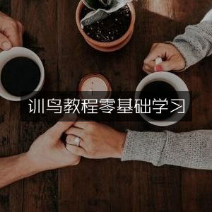 训鸟入门教程，零基础轻松学