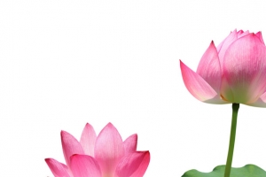 荷花，荷叶，莲蓬