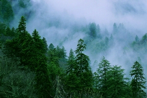森林树林清新背景banner