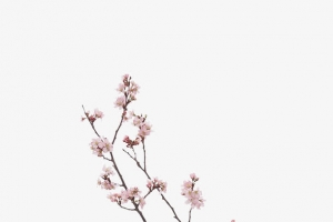一枝樱花插在花瓶里