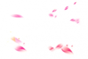粉色花瓣漂浮