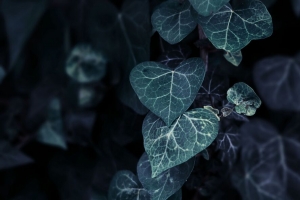 树叶 植物 攀爬 灌木 树枝 4k壁纸 3840x2160