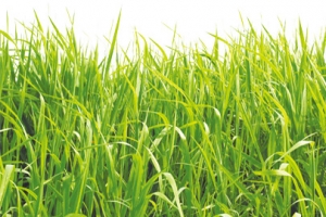 草丛高清PNG透明背景摄影风景设计素材免费下载