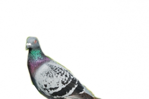 站立家鸽高清PNG透明动植物动物设计素材免费下载