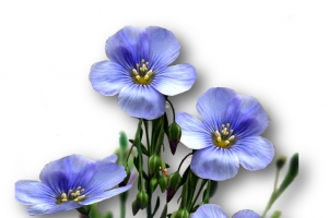 亚麻籽花束图片素材