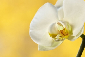 兰花 花 花瓣 树枝 黄色 4k壁纸 3840x2160