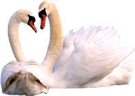 卡通白色天鹅效果