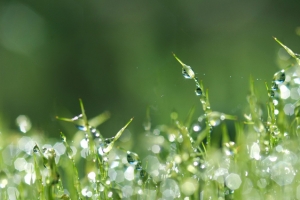 植物 小草露水 水珠背景图片