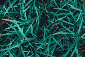 草 植物 特写 微距 绿色 4k壁纸 3840x2160