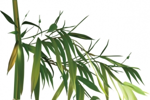 清明节手绘竹子素材