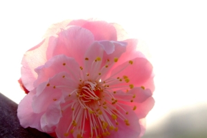 粉色梅花高清图片