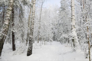 森林 冬天 树木 雪 风景 4k壁纸 3840x2160