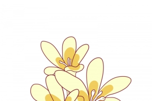 桂花 桂花素材