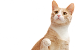 可爱宠物猫猫咪