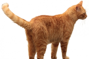 卡通可爱的小黄猫png