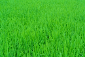 绿色稻田背景