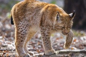 山猫 运动 爪子 捕食者 4k壁纸 3840x2160