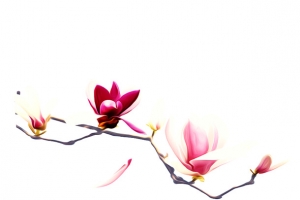 兰花