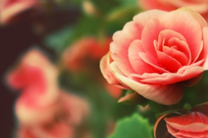 【4K】玫瑰,花瓣,玫瑰花蕾,3840x2160壁纸