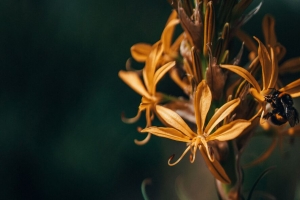 花 大黄蜂 昆虫 宏 特写 4k壁纸 3840x2160