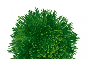 植物绿色海底海藻