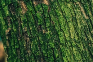 苔藓 树皮 树 表面 浮雕 绿色 4k壁纸 3840x2160
