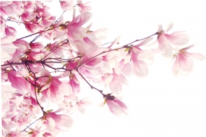 粉色桃花花枝婚礼