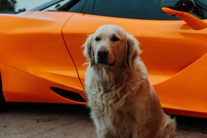 金毛寻回犬 狗 宠物 汽车 4k壁纸 3840x2160