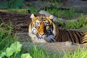 老虎 一瞥 捕食者 大猫 4k壁纸 3840x2160