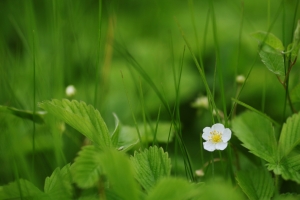 花 草莓 绿色草4k壁纸