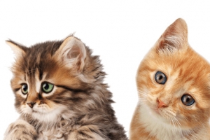 动物猫咪可爱免扣素材