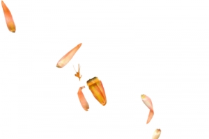 黄色花瓣