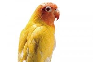 黄色的虎皮鹦鹉