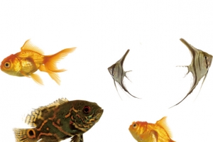 海洋生物鱼群