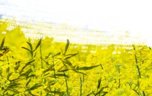 油菜花植物嫩芽惊蛰banner