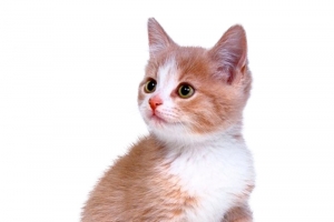 可爱的小猫咪