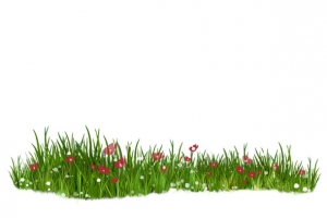 草地草坪绿草