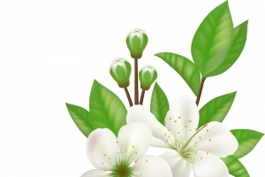 矢量手绘白色花朵
