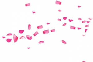 飘落的粉色花瓣叶片