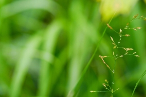 草 植物 绿色 水滴 宏观 4k壁纸 3840x2160
