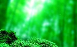小清新树林树叶背景