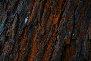 树皮 树 苔藓 表面 浮雕 罗纹 4k壁纸 3840x2160