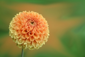 球花4k图片